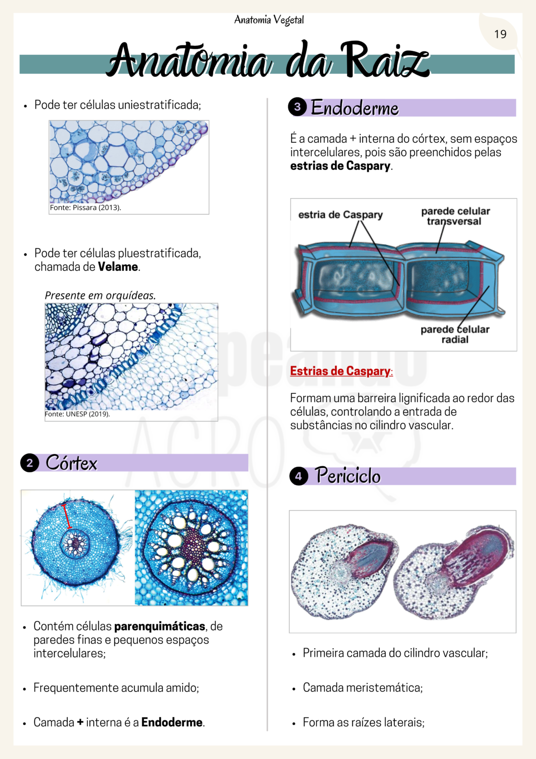 Anatomia Vegetal.zip - 19