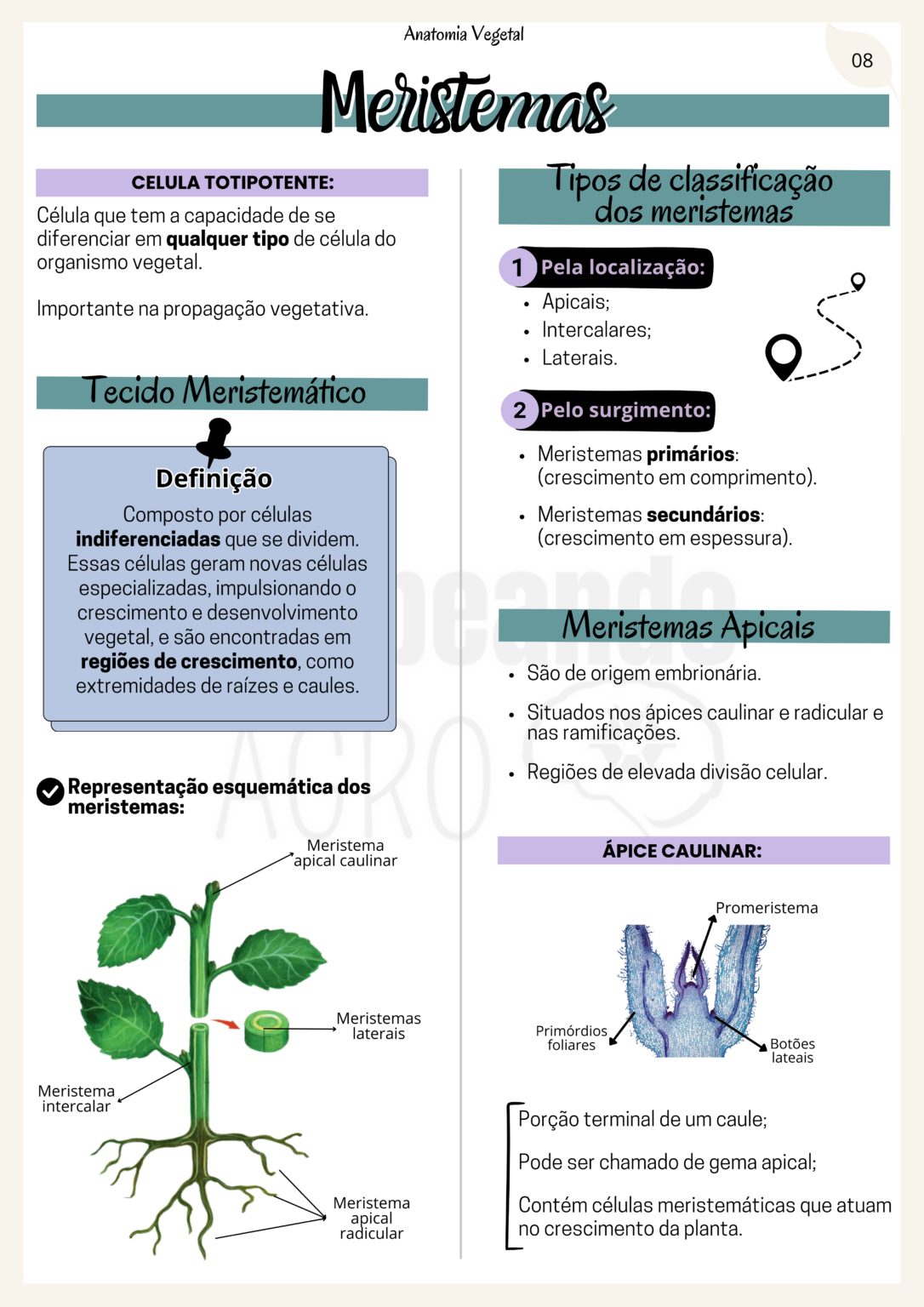 Anatomia Veget. al.zip - 8