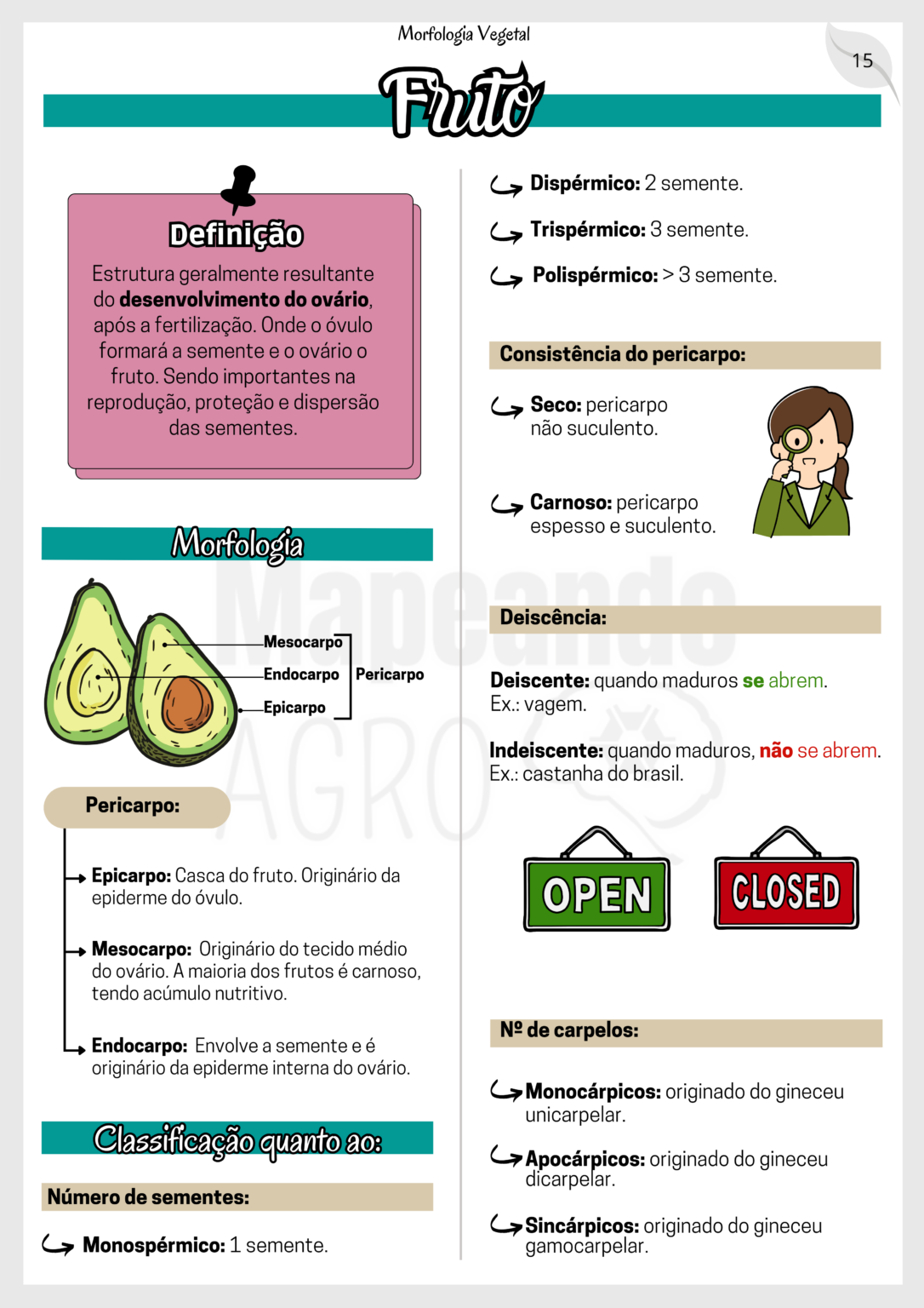 MORFOLOGIA VEGETAL.zip - 15