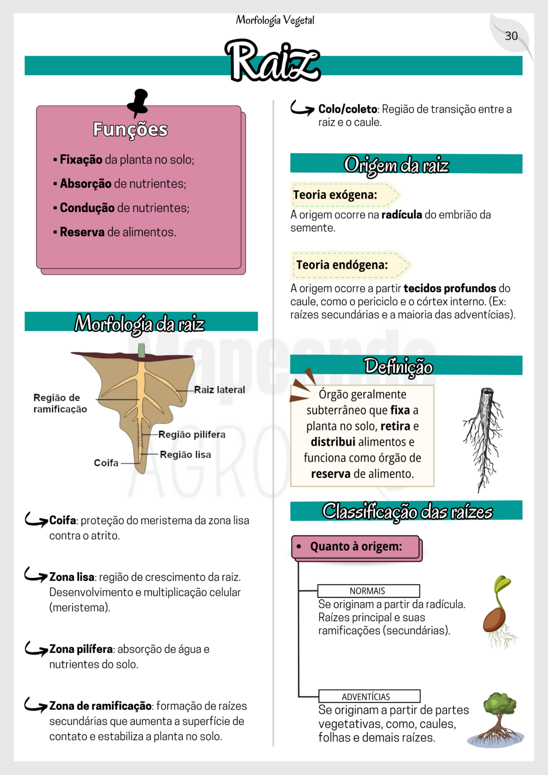 MORFOLOGIA VEGETAL.zip - 30