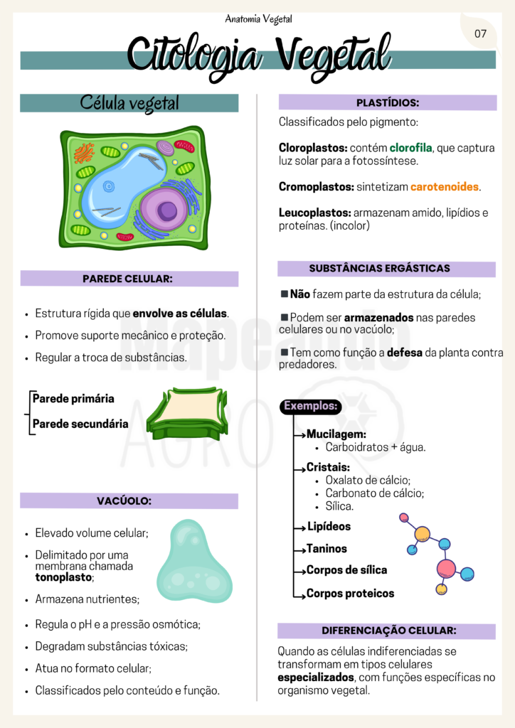 Anatomia Vegetal (4)