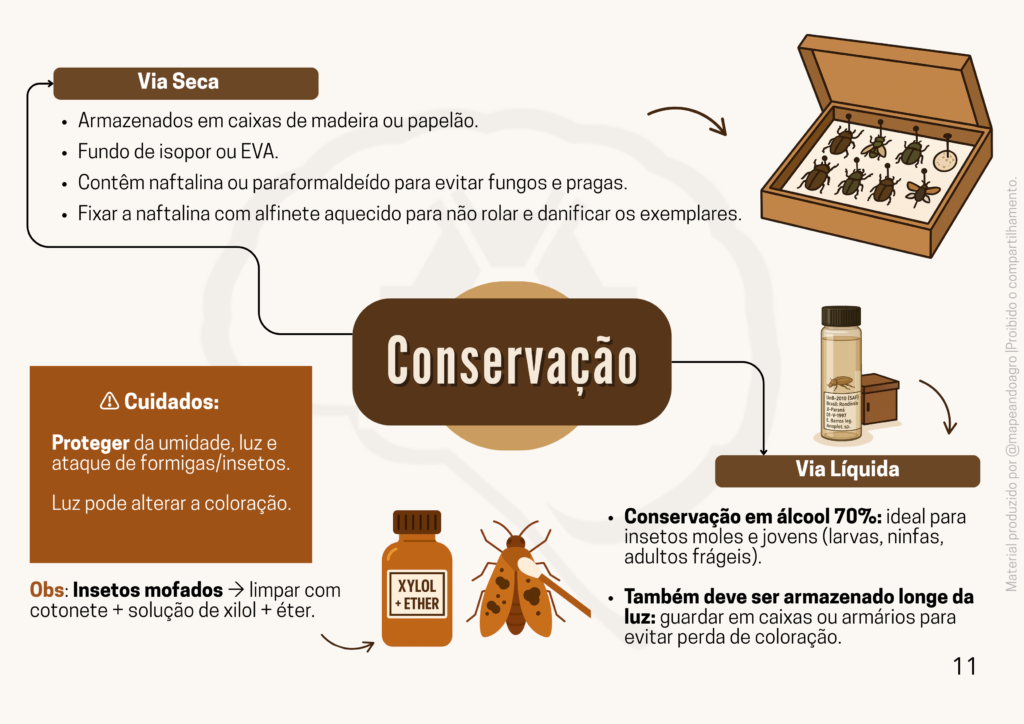 Coleção Entomológica (3)